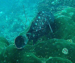 Epinephelus coeruleopunctatus