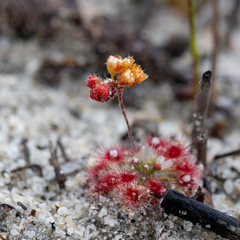 Drosera trichocaulis