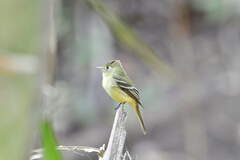 Empidonax occidentalis