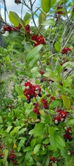 Ochna serrulata