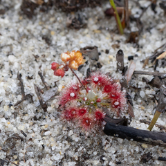 Drosera trichocaulis