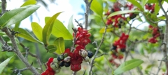 Ochna serrulata