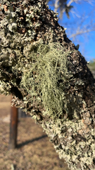 Usnea hirta