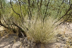 Aristida mendocina
