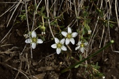 Arenaria serpens