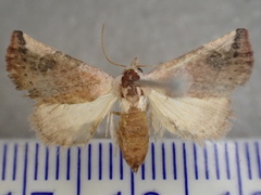 Mataeomera coccophaga