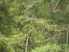 Pachyramphus cinnamomeus