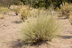 Aristida mendocina