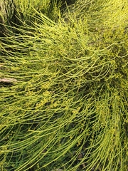 Choretrum glomeratum chrysanthum