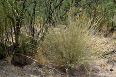Aristida mendocina