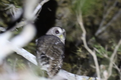 Strix virgata