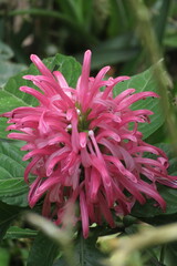 Justicia carnea