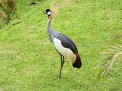Balearica regulorum