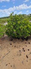 Rhizophora mucronata