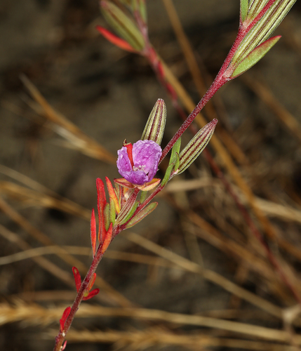 Davy's clarkia (Clarkia davyi)