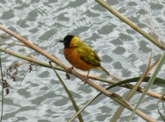 Ploceus melanocephalus