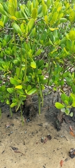 Rhizophora mucronata