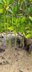 Rhizophora mucronata