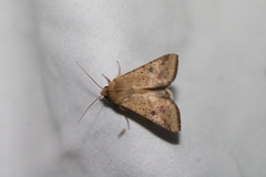 Helicoverpa armigera conferta