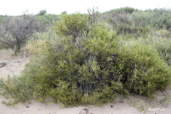 Prosopidastrum angusticarpum