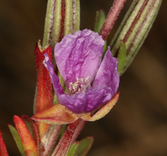 Clarkia davyi