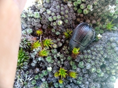 Scythrodes squalidus