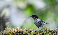 Ixothraupis rufigula