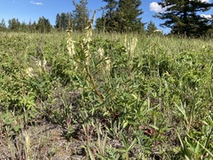 Hedysarum sulphurescens