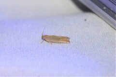 Bactra noteraula