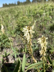 Hedysarum sulphurescens