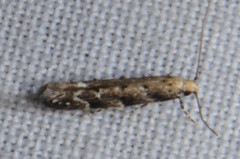 Coleotechnites coniferella