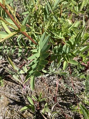 Hedysarum sulphurescens