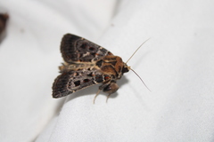 Proteuxoa sanguinipuncta