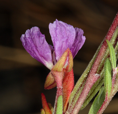 Clarkia davyi