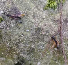 Parainocellia bicolor