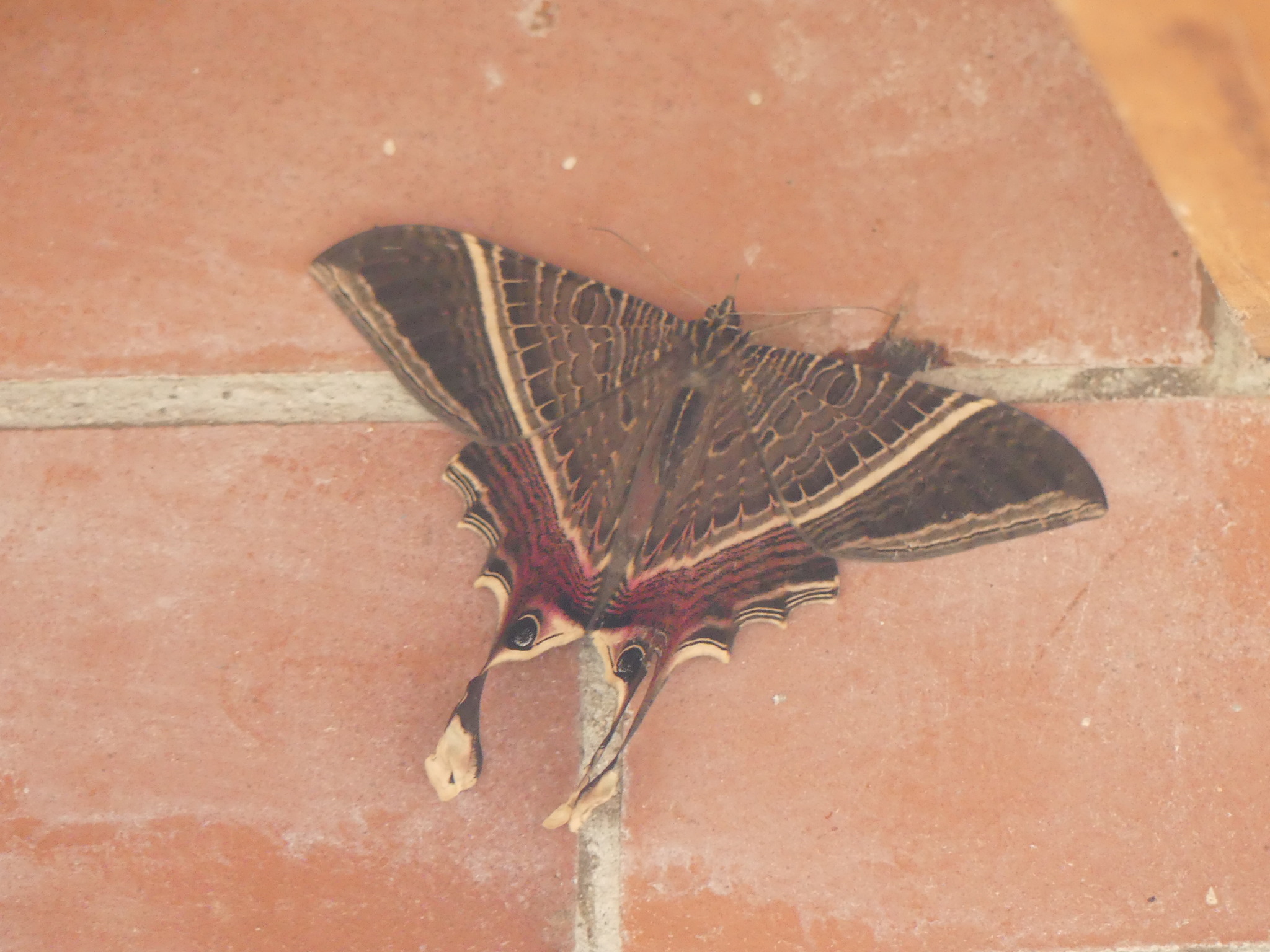 Nothus lunus Linnaeus, 1758