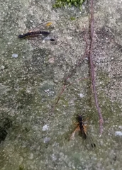 Parainocellia bicolor