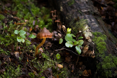 Aureonarius viscilaetus