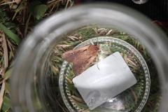 Ichneutica atristriga