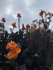 Canna × generalis