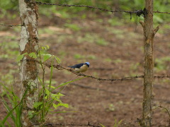 Pipraeidea melanonota