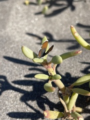 Brephidium exilis exilis