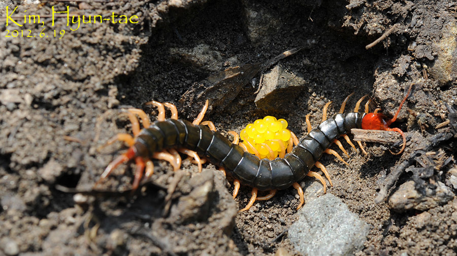 Featured image of post The Best 22 Chinese Red Headed Centipede