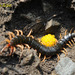 Chinese Red-headed Centipede - Photo (c) Kim, Hyun-tae, some rights reserved (CC BY), uploaded by Kim, Hyun-tae