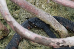 Nerodia fasciata pictiventris