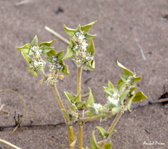 Gomphrena mendocina
