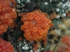 Bionectriaceae
