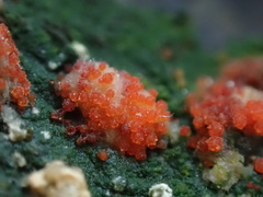 Bionectriaceae