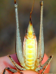 Rhacocleis poneli
