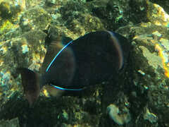Melichthys niger